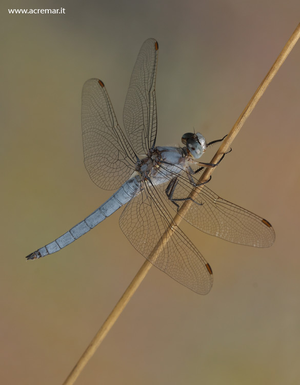 Orthetrum brunneum & coerulescens